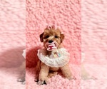 Small #3 Poodle (Toy)