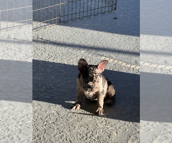 Medium Photo #13 French Bulldog Puppy For Sale in OCALA, FL, USA