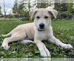 Small Photo #3 Mutt Puppy For Sale in Des Moines, IA, USA