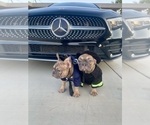 Small #30 French Bulldog