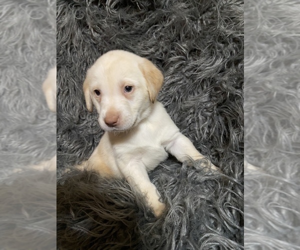 Medium Photo #1 Labrador Retriever Puppy For Sale in STOKESDALE, NC, USA