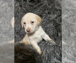 Small Photo #1 Labrador Retriever Puppy For Sale in STOKESDALE, NC, USA