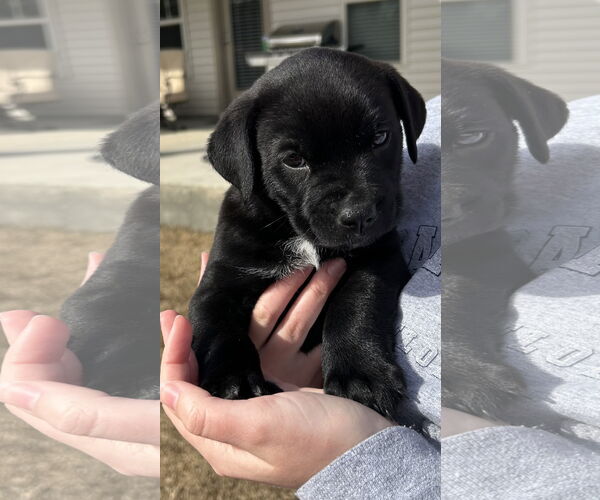 Medium Photo #2 American Staffordshire Terrier-Unknown Mix Puppy For Sale in Holly Springs, NC, USA