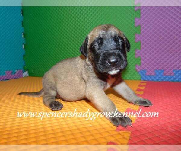 Medium Photo #5 Mastiff Puppy For Sale in CABOOL, MO, USA