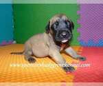 Small #4 Mastiff