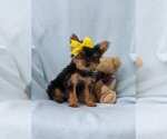 Small Photo #4 Aussiedoodle Puppy For Sale in LANCASTER, PA, USA