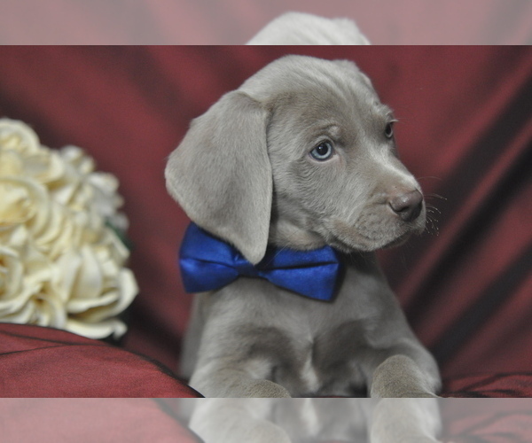 Medium Photo #1 Weimaraner Puppy For Sale in BREMEN, GA, USA