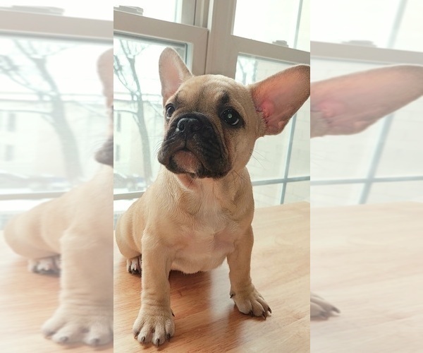 Medium Photo #9 French Bulldog Puppy For Sale in MANHATTAN, NY, USA
