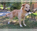 Small #1 Border Collie-Golden Retriever Mix