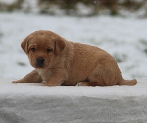Medium Labrador Retriever