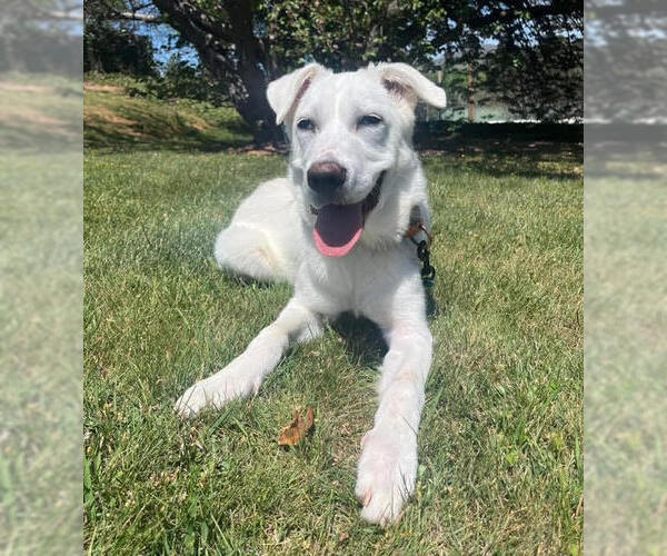 Medium Photo #1 Labrador Retriever-Unknown Mix Puppy For Sale in Elmsford, NY, USA