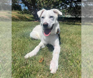Labrador Retriever-Unknown Mix Dogs for adoption in Elmsford, NY, USA