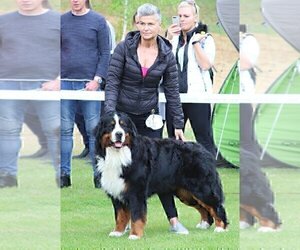 Father of the Bernese Mountain Dog puppies born on 08/13/2023