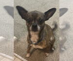 Small #2 Chihuahua Mix