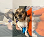 Small #2 Beagle Mix