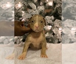 Small Photo #1 American Bully Puppy For Sale in ORANGEBURG, SC, USA