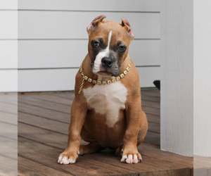 American Bully Puppy for sale in JOHNS ISLAND, SC, USA