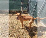 Small #10 American Pit Bull Terrier Mix