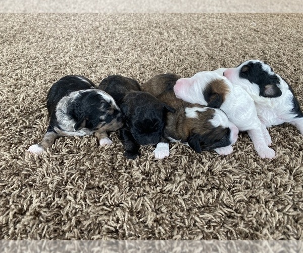Medium Photo #6 Aussiedoodle Miniature  Puppy For Sale in LAPOINT, UT, USA