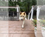 Small #2 German Shepherd Dog
