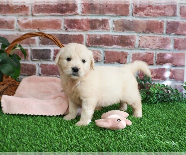 Medium Photo #2 English Cream Golden Retriever Puppy For Sale in SYRACUSE, IN, USA
