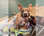 Small American Pit Bull Terrier-Labrador Retriever Mix