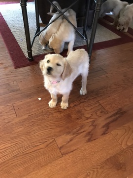 Medium Photo #1 Goldendoodle Puppy For Sale in LAVONIA, GA, USA