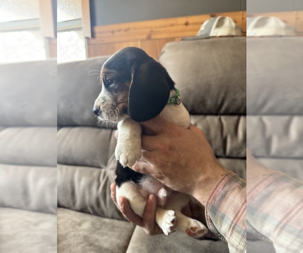 Medium Photo #2 Beagle Puppy For Sale in CORNELL, MI, USA