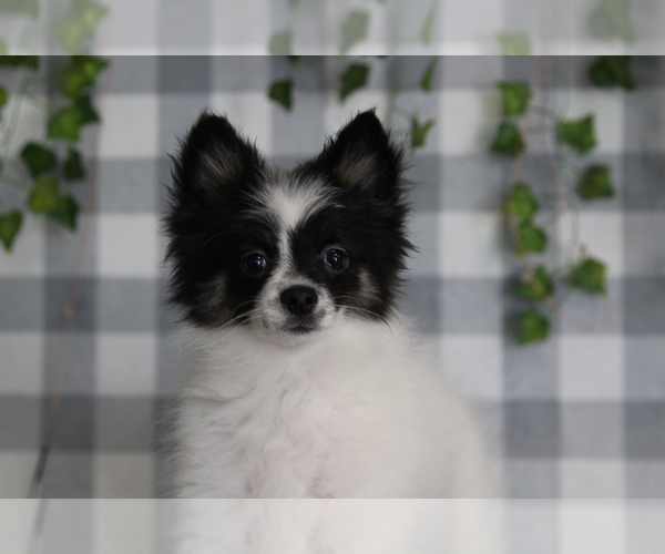 Medium Photo #1 Pomeranian Puppy For Sale in MARIETTA, GA, USA