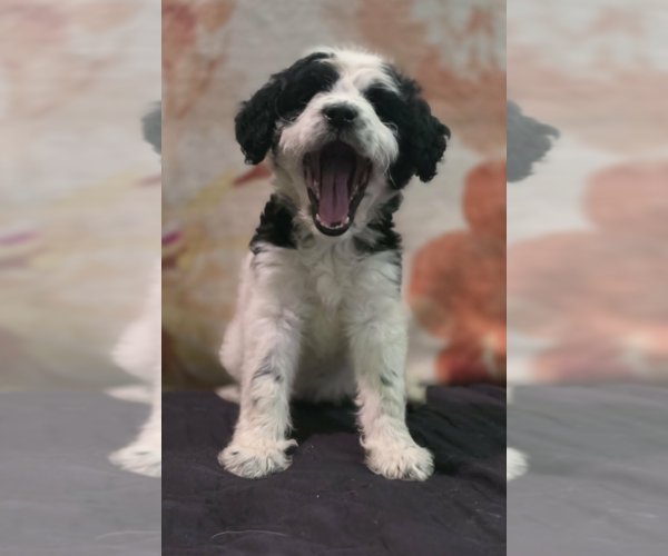 Medium Photo #2 Poodle (Standard)-Unknown Mix Puppy For Sale in Coralville, IA, USA