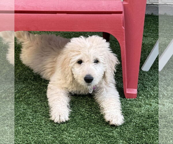 Medium Photo #5 Goldendoodle Puppy For Sale in Fort Worth, TX, USA