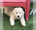 Small #4 Goldendoodle