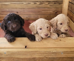 Goldendoodle Puppy for sale in MORELAND, GA, USA
