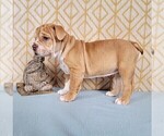 Small Photo #14 Olde English Bulldogge Puppy For Sale in NEOSHO, MO, USA
