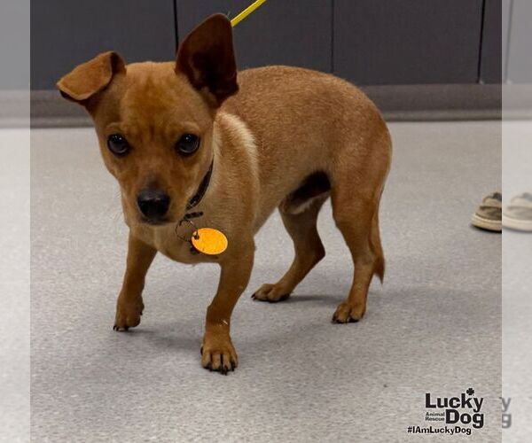 Medium Photo #2 Chihuahua-Unknown Mix Puppy For Sale in Washington, DC, USA