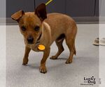 Small #1 Chihuahua Mix