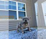 Small Photo #5 French Bulldog Puppy For Sale in WEST COLUMBIA, SC, USA