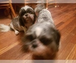Small Photo #1 Shih Tzu Puppy For Sale in AKRON, OH, USA