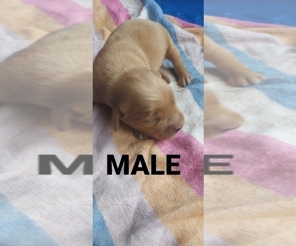 Medium Photo #12 Golden Retriever Puppy For Sale in BLACKBURN, NC, USA