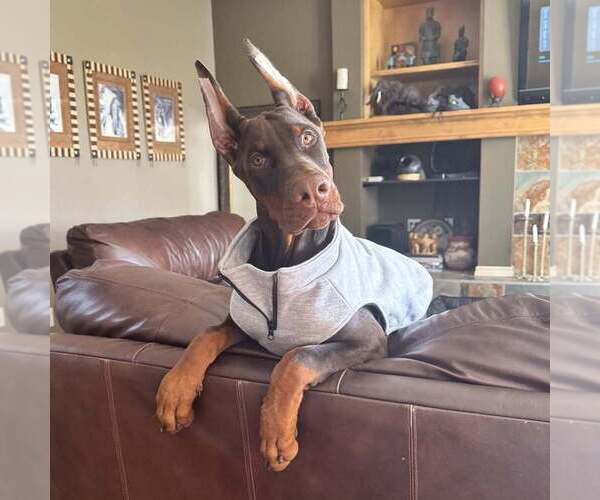 Medium Photo #95 Doberman Pinscher Puppy For Sale in FORT LAUDERDALE, FL, USA