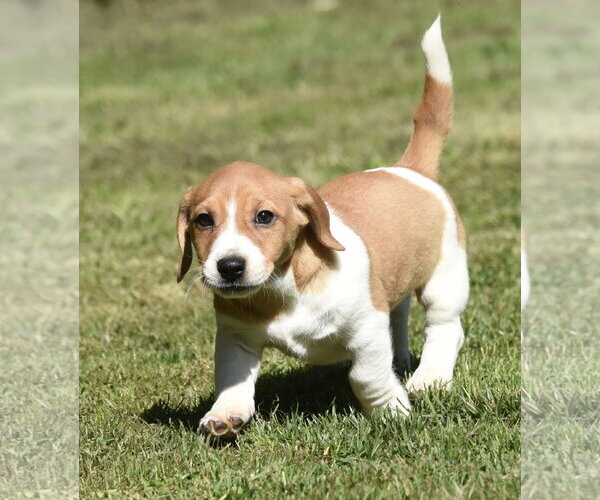 Medium Photo #5 Dachsador Puppy For Sale in Mechanicsburg, PA, USA