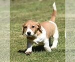 Small #4 Dachsador