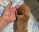 Small Photo #6 Dachshund Puppy For Sale in RED OAK, TX, USA