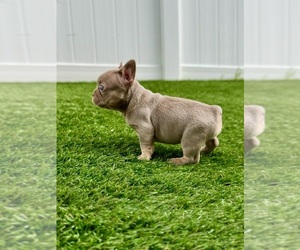 French Bulldog Puppy for sale in CORAL SPRINGS, FL, USA
