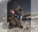 Small Photo #44 French Bulldog Puppy For Sale in NEWARK, NJ, USA
