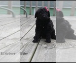 Small Photo #6 Poodle (Standard) Puppy For Sale in MUSKEGON, MI, USA