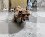 Small French Bulldog
