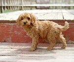 Small Photo #5 Cocker Spaniel-Poodle (Miniature) Mix Puppy For Sale in SALEM, MO, USA