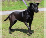 Small Labrador Retriever Mix