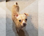 Small #1 Rat-Cha